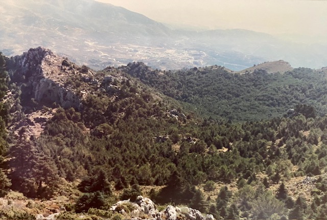 Pinsapar y pinar del monte de Yunquera. Fotografía de José Pino Díaz (1988).