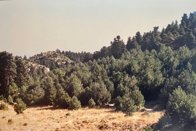 Repoblado de pino silvestre en el llano de la Casa. Fotografía de José Pino Díaz (1988).