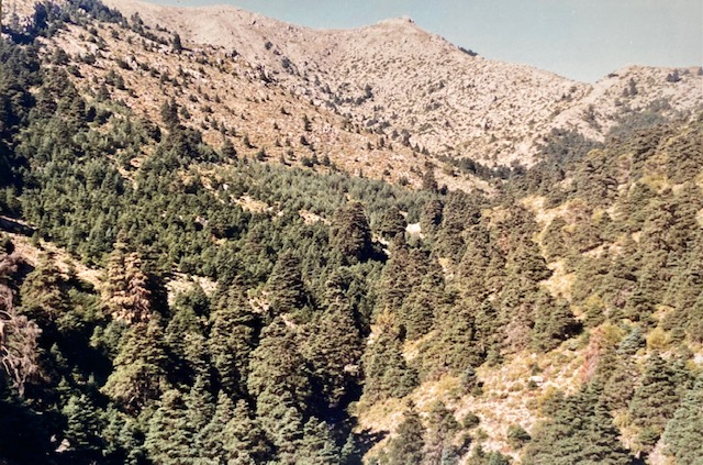 Pinsapar de la cañada de Bellina. Fotografía de José Pino Díaz (1988).