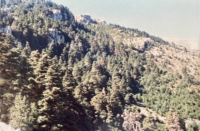 Pinsapar de la cañada de Bellina. Fotografía de José Pino Díaz (1988).