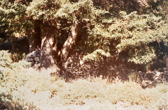 Corral de piedra en seco bajo pinsapos. Fotografía de José Pino Díaz (1988).