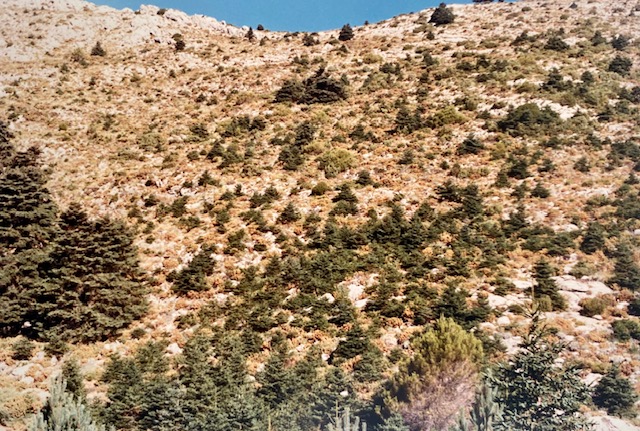 Repoblado de pinsapos en la solana del llano de la Casa. Fotografía de José Pino Díaz (1988).