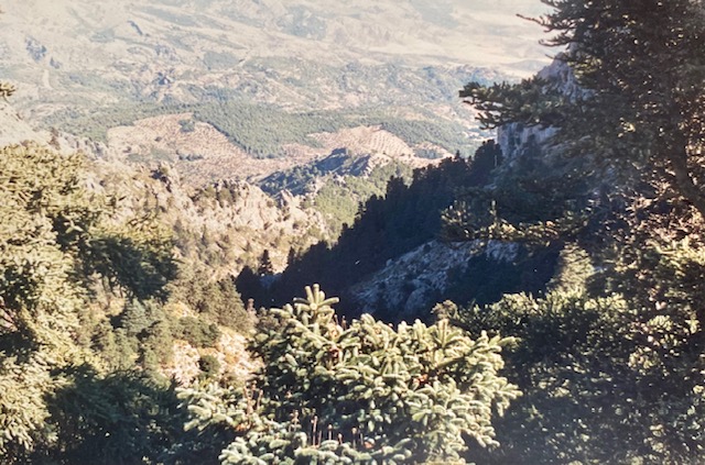 Pinsapar del Tajo de las Albercas. Fotografía de José Pino Díaz (1988).