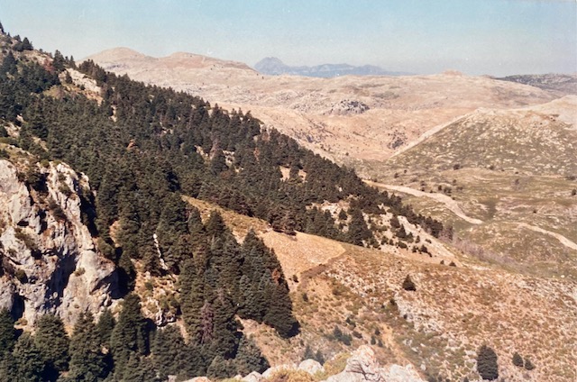 Pinsapar de Cuberos. Fotografía de José Pino Díaz (1988).