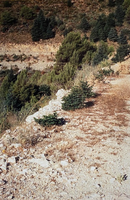 Regenerado natural de pinsapos en la pista forestal del Caucón. Fotografía de José Pino Díaz (1988).
