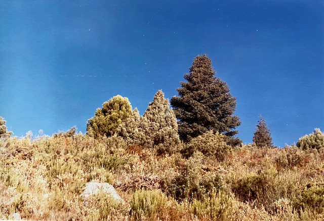Pino carrasco, enebro y pinsapo en la solana del Caucón. Fotografía de José Pino Díaz (1988).