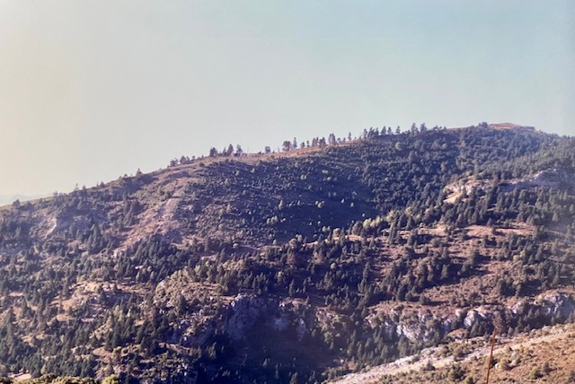Pinsapar de la zona baja de los Lajares. Fotografía de José Pino Díaz (1988).