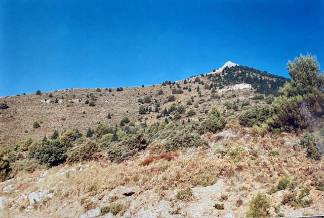 Vegetación en la transición solana/umbría de la divisoria Pesebreras - Picacho. Fotografía de José Pino Díaz (1988).