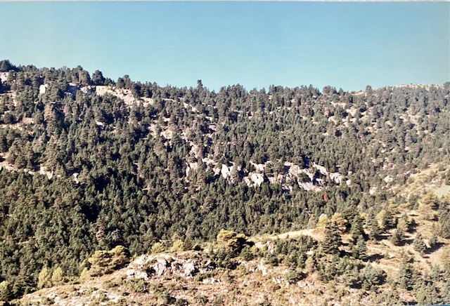 Pinsapar de la zona alta de los Lajares. Fotografía de José Pino Díaz (1988).