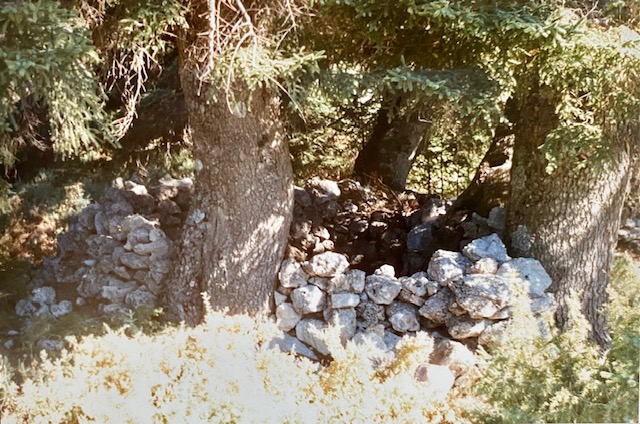 Corral de piedra en seco bajo pinsapos. Fotografía de José Pino Díaz (1988).