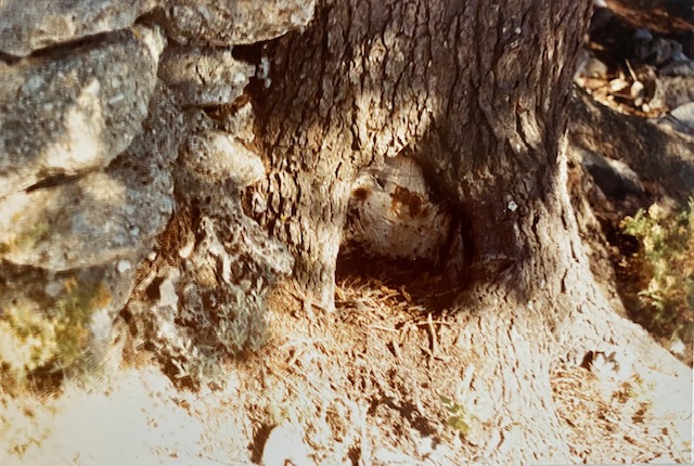 Tronco de pinsapo con comedero tallado. Fotografía de José Pino Díaz (1988).