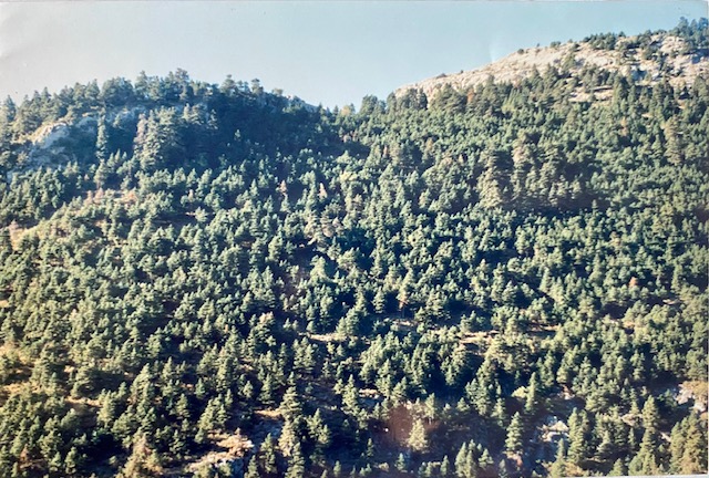 Pinsapar de la zona media de los Lajares. Fotografía de José Pino Díaz (1988).