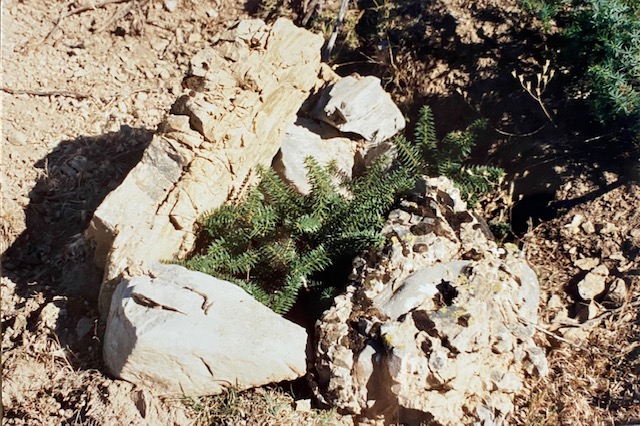 Regenerado natural de pinsapo protegido con piedras. Fotografía de José Pino Díaz (1988).