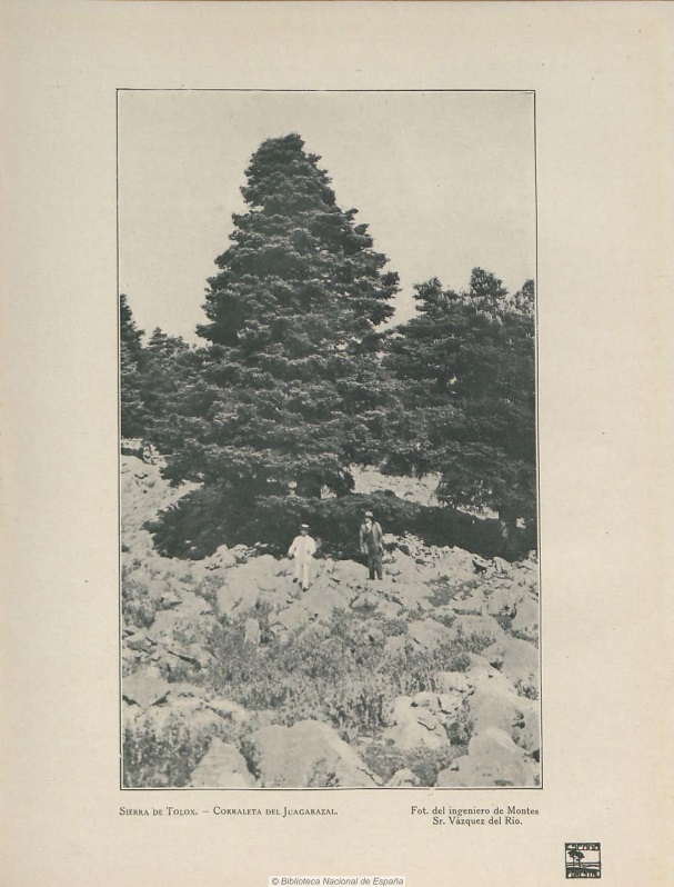 Fotografía del Pinsapar de Yunquera (Málaga) de Manuel Vázquez del Río (1921).
