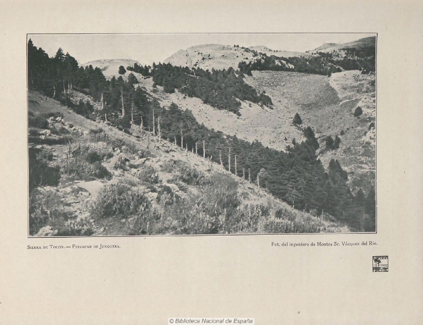 Fotografía del Pinsapar de Yunquera (Málaga) de Manuel Vázquez del Río (1921).