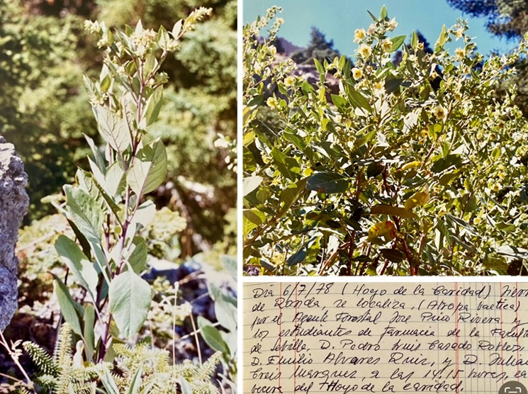 Composición fotográfica sobre Atropa baetica Willk. Fotografías de 1988 y nota de localización de 1978.