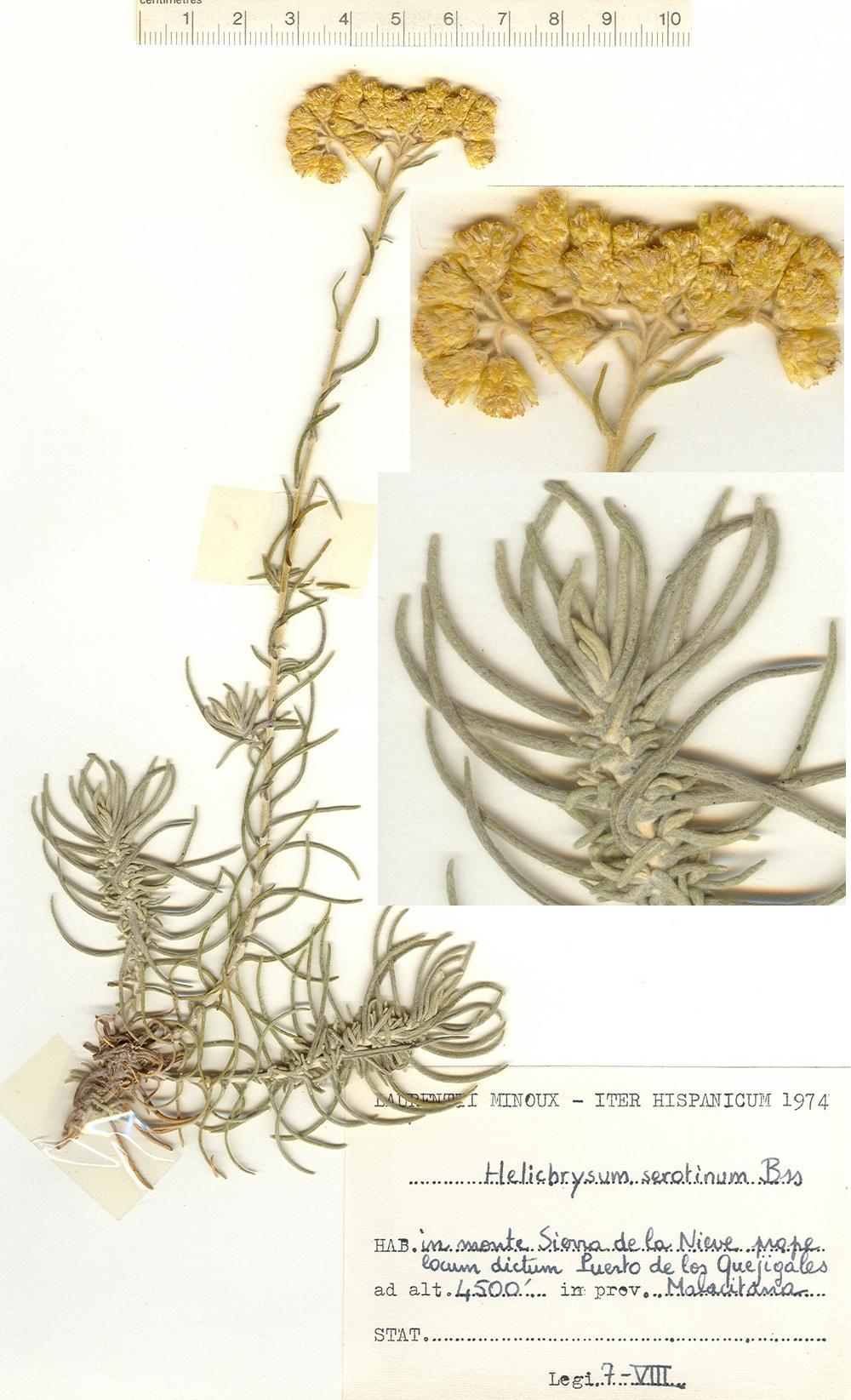 Pliego de Helichrysum serotinum Boiss. del 'Laurentii Minoux Herbarium Hispanicum'.