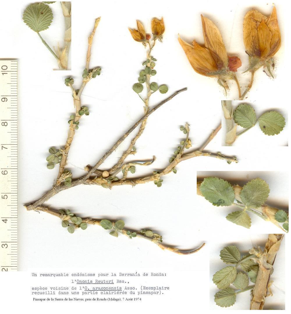 Pliego de Ononis reuteris Boiss. del 'Laurentii Minoux Herbarium Hispanicum'.