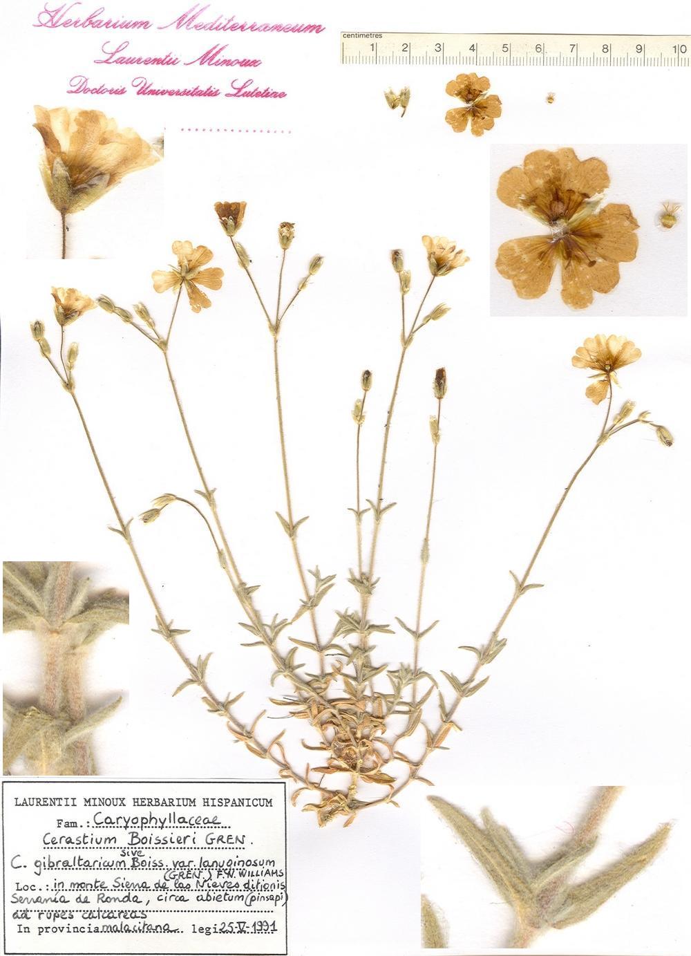 Pliego de Cerastium boissieri GREN. del 'Laurentii Minoux Herbarium Hispanicum'.