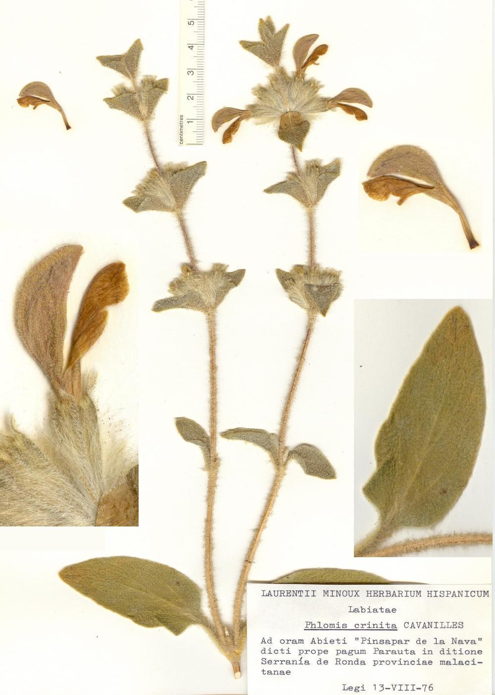 Pliego de Phlomis crinita CAVANILLES del 'Laurentii Minoux Herbarium Hispanicum'.