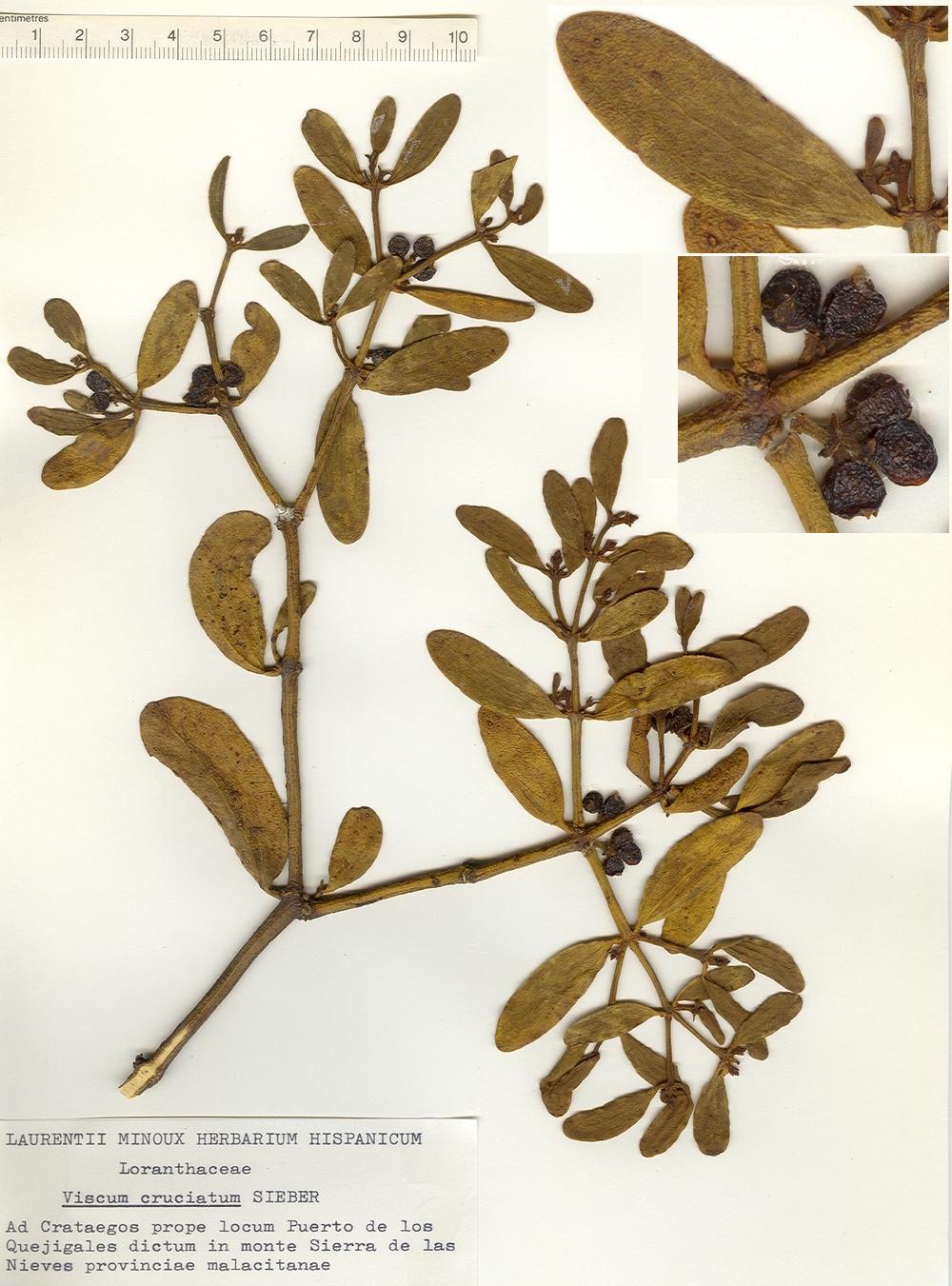 Pliego de Viscum cruciatum SIEBER del 'Laurentii Minoux Herbarium Hispanicum'.